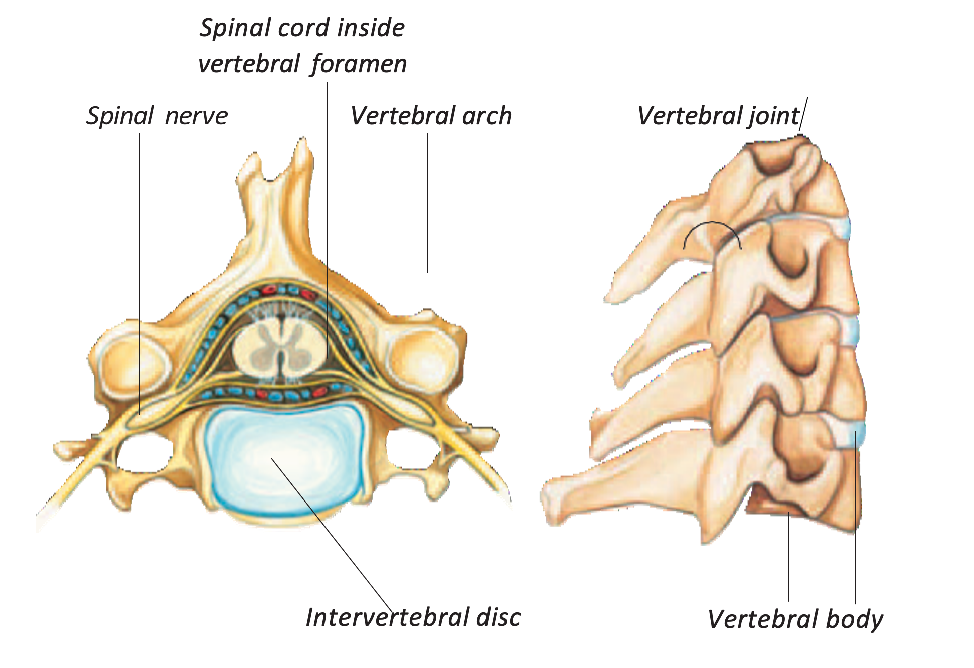 Picture1 - San Antonio, Tx - Spine Surgeon - Orthopedic Surgeon